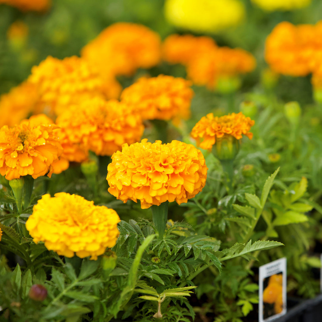 Tagetes erecta 'PAS1060545' ~ Taishan® Orange African Marigold