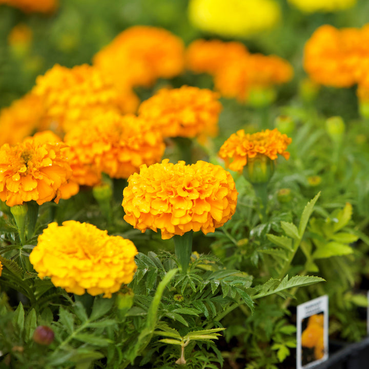 Tagetes erecta 'PAS1060545' ~ Taishan® Orange African Marigold