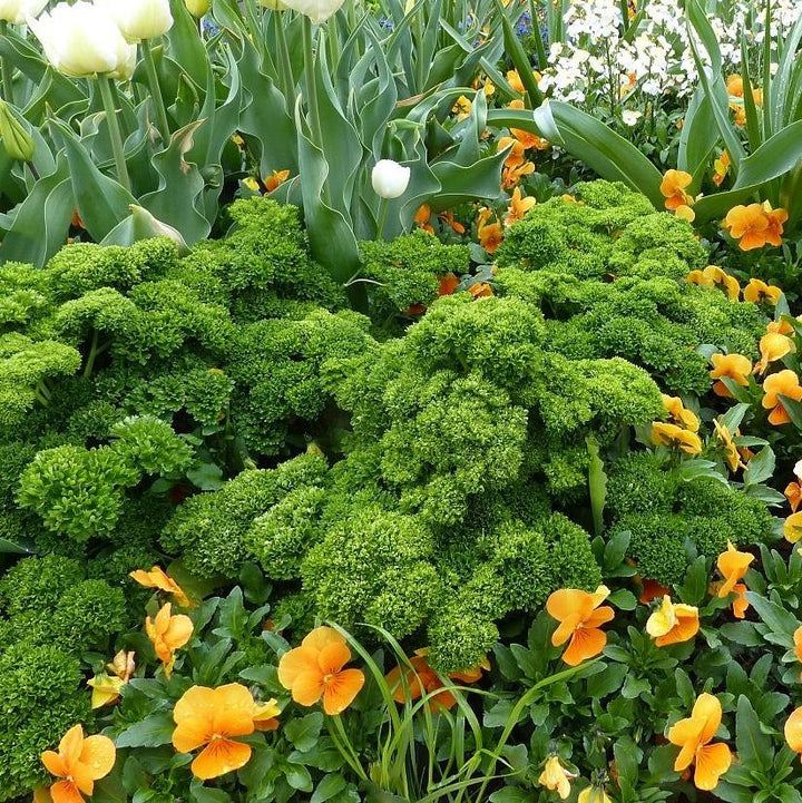 Petroselinum hortensis ~ Triple Curled Parsley