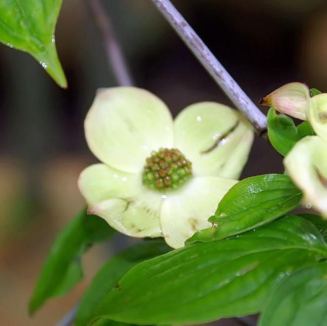 Cornus kousa x 'Rutgan' ~ Stellar Pink Dogwood