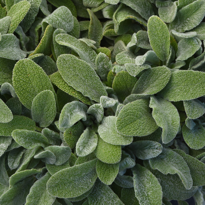 Stachys byzantina 'Little Lamb' ~ Little Lamb Lamb's Ear