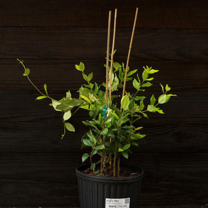 Trachelospermum jasminoides ~ Confederate Jasmine, Star Jasmine