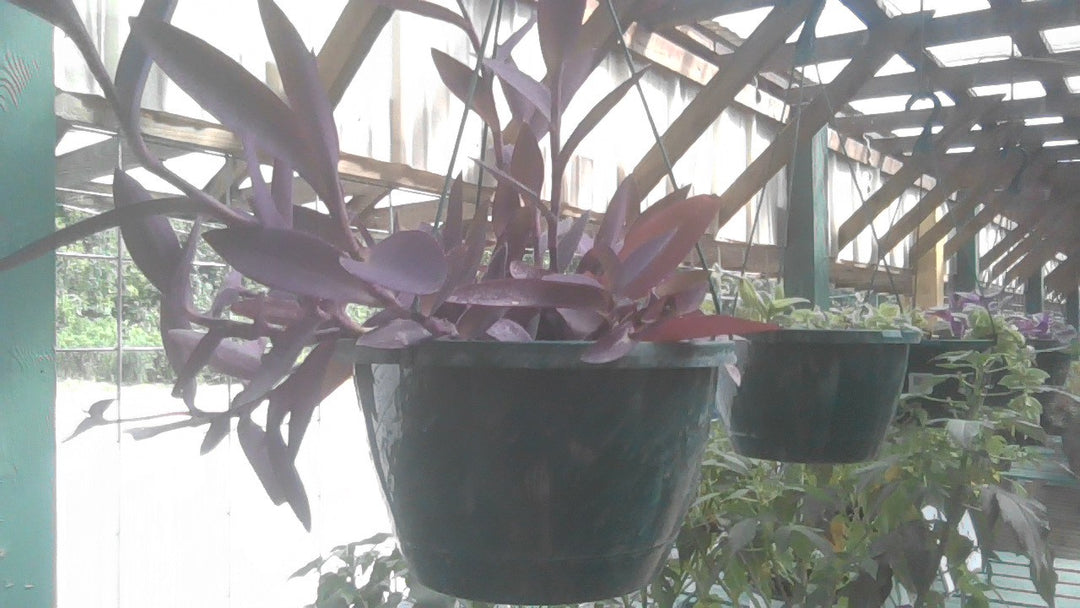 Hanging Basket - Nanouk, Purple Queen, Zebra White (Assorted)