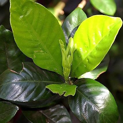 Gardenia jasminoides 'Radicans' ~ Miniature Gardenia