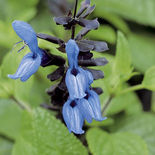 Salvia guaranitica 'Black and Blue' ~ Black and Blue Anise-Scented Sage