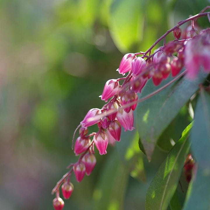 Pieris japonica 'Cabernet' PP #29,130 ~ Monrovia® Enchanted Forest® Gay Goblin™ Pieris