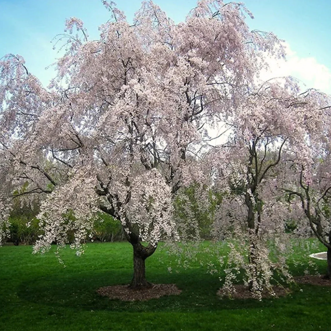 Weeping Yoshino Cherry Tree - White