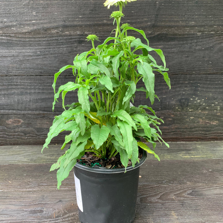 Echinacea purpurea 'PowWow White' ~ PowWow® White Echinacea, Coneflower