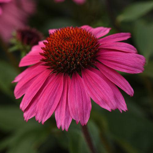 Echinacea x 'Balsomrosa' PP33011 ~ Sombrero® Rosada Coneflower