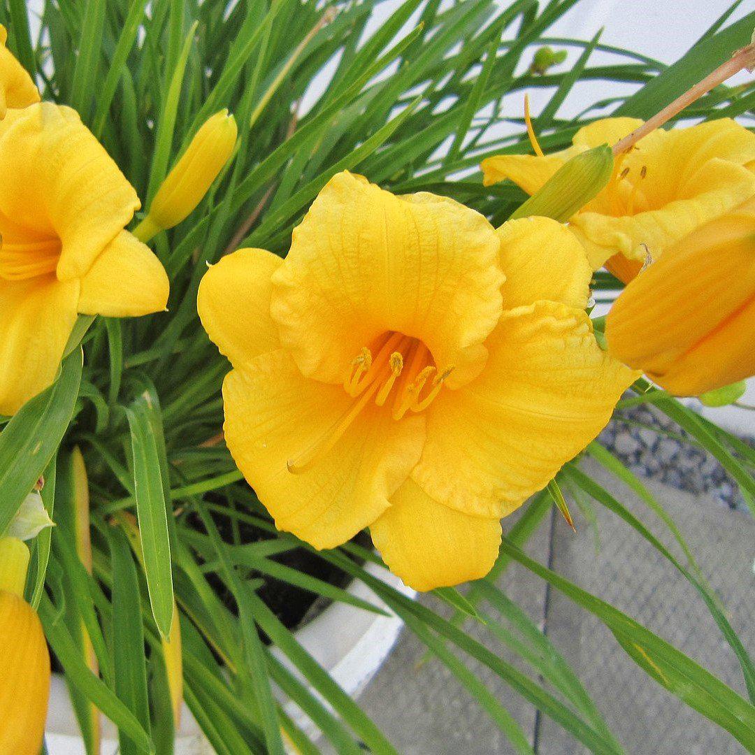 Hemerocallis fulva 'DHEMORANGE' ~ Monrovia® Endlesslily® Orange Daylily