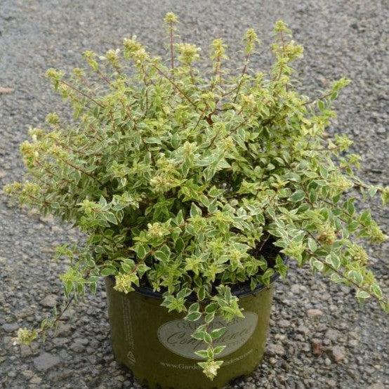 Abelia x grandiflora 'Radiance' ~ Radiance Glossy Abelia