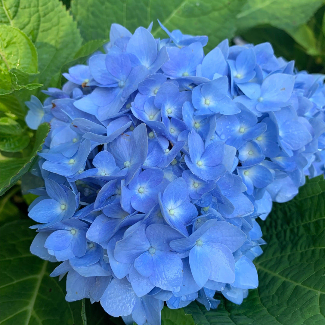 Hydrangea macrophylla 'Bailmer’ ~ Endless Summer® The Original Hydrangea