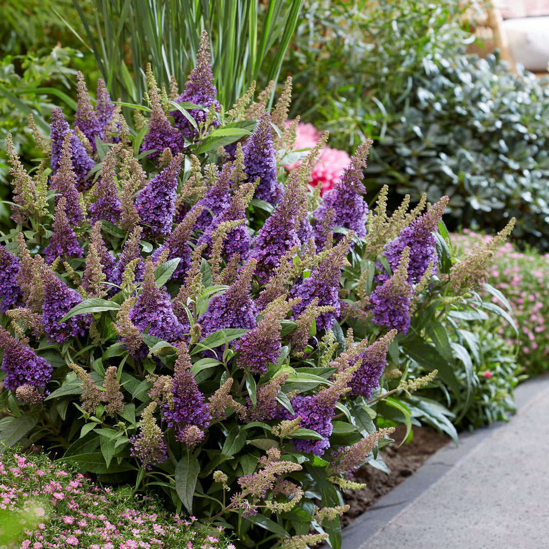 Buddleia davidii ‘BotEx 004’ PP34,378 ~ Butterfly Candy™ Lil' Lavender™ Butterfly Bush