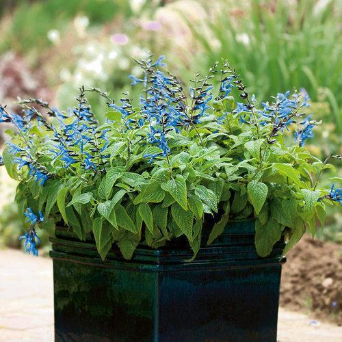 Salvia guaranitica 'Black and Blue' ~ Black and Blue Anise-Scented Sage