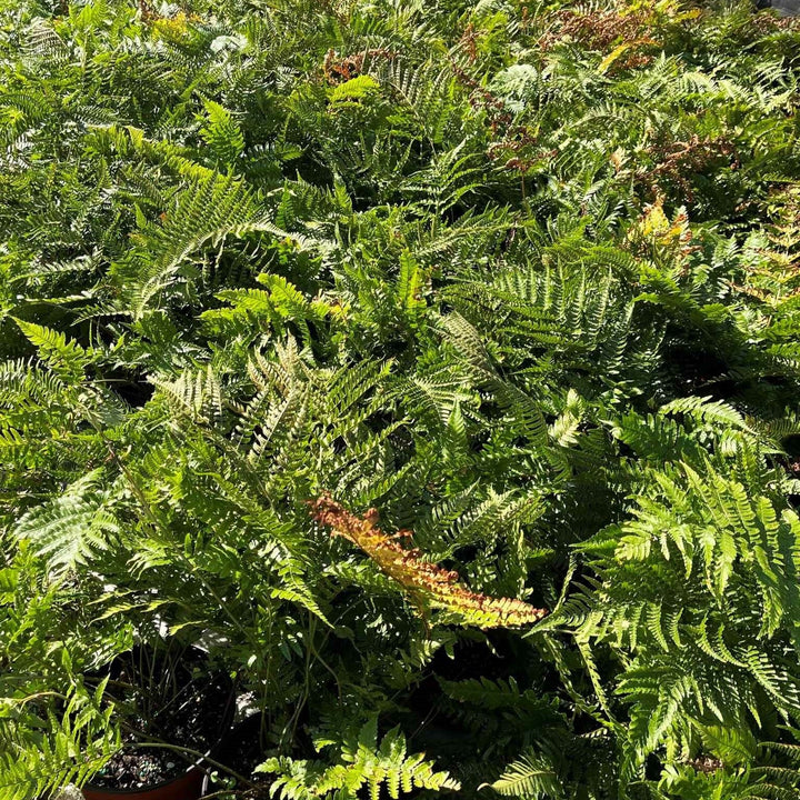 Dryopteris erythrosora ~ Autumn Fern