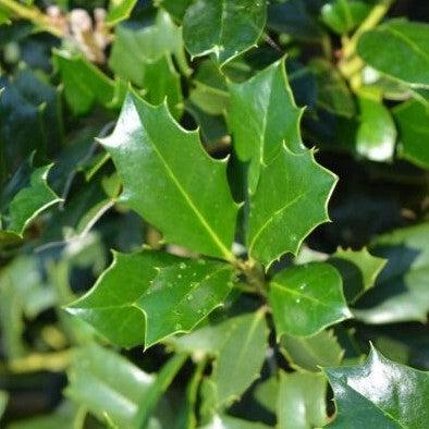 Ilex 'Magland' ~ Oakland Holly