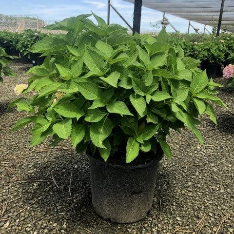 Hydrangea macrophylla 'Bailmer’ ~ Endless Summer® The Original Hydrangea