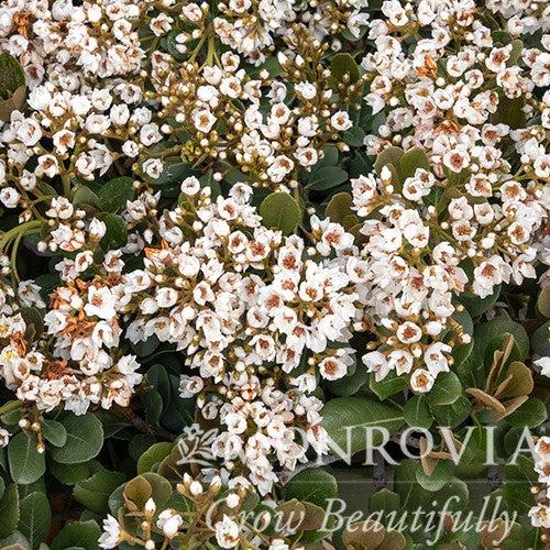 Rhaphiolepis x delacourii 'Georgia Petite' ~ Monrovia® Georgia Petite Indian Hawthorn