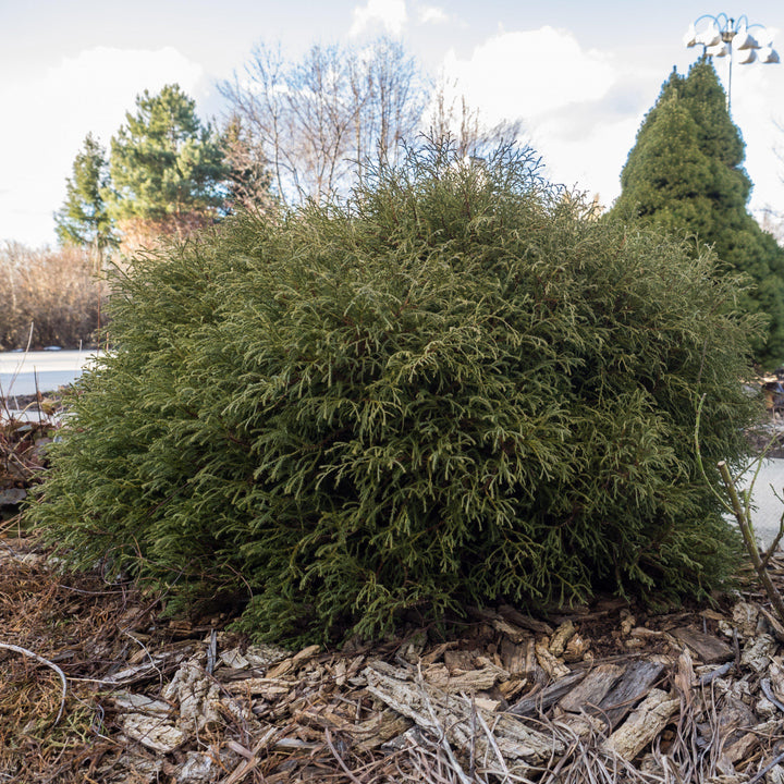 Thuja occidentalis ‘Bobozam' ~ Mr. Bowling Ball® Arborvitae