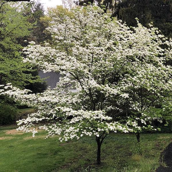 Cornus florida 'Super Princess' ~ Super Princess Dogwood