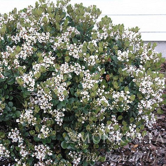 Rhaphiolepis x delacourii 'Georgia Petite' ~ Monrovia® Georgia Petite Indian Hawthorn