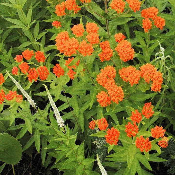 Asclepias tuberosa ~ Butterfly Weed