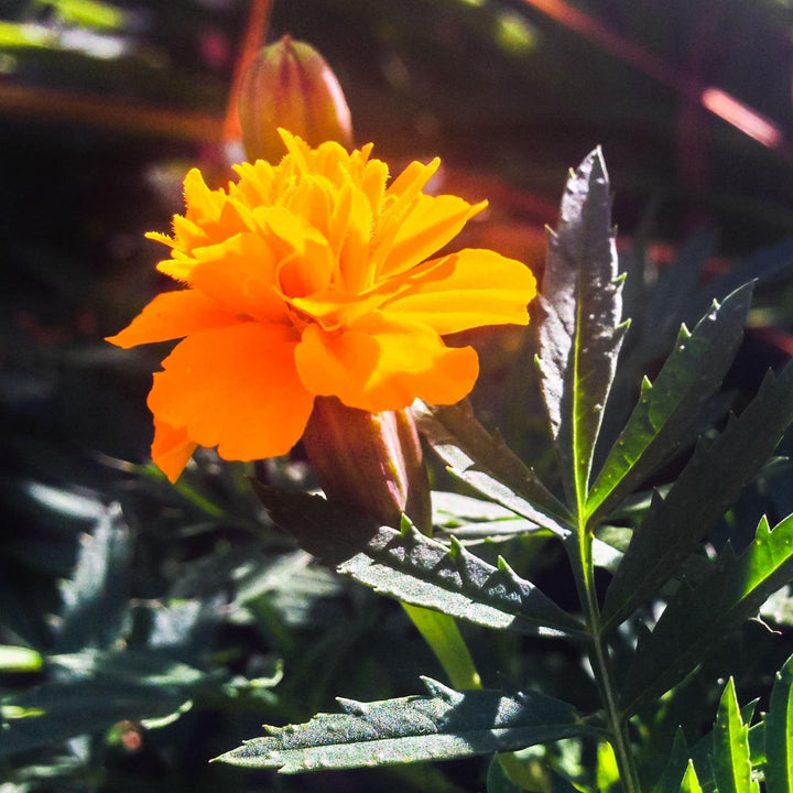 Tagetes patula 'PAS97727' ~ Durango® Orange French Marigold