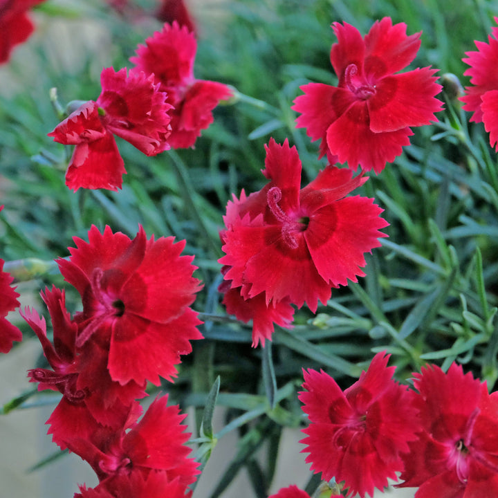 Dianthus 'Wp20 Ppa01‘ PPAF ~ Star Single™ Fire Star Imp. Dianthus