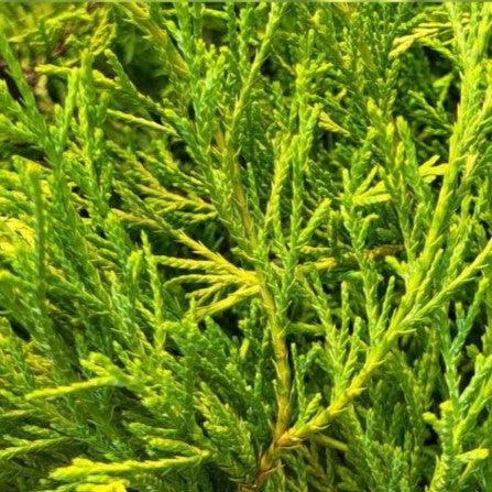 Chamaecyparis pisifera 'Paul's Gold' ~ Paul's Gold Threadbranch Cypress