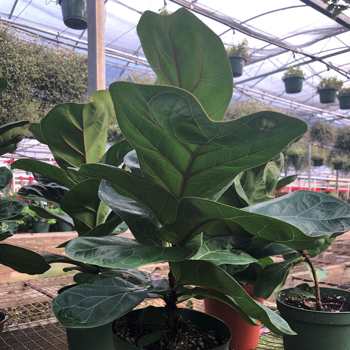 Ficus lyrata ~ Monrovia® Fiddle-Leaf Fig