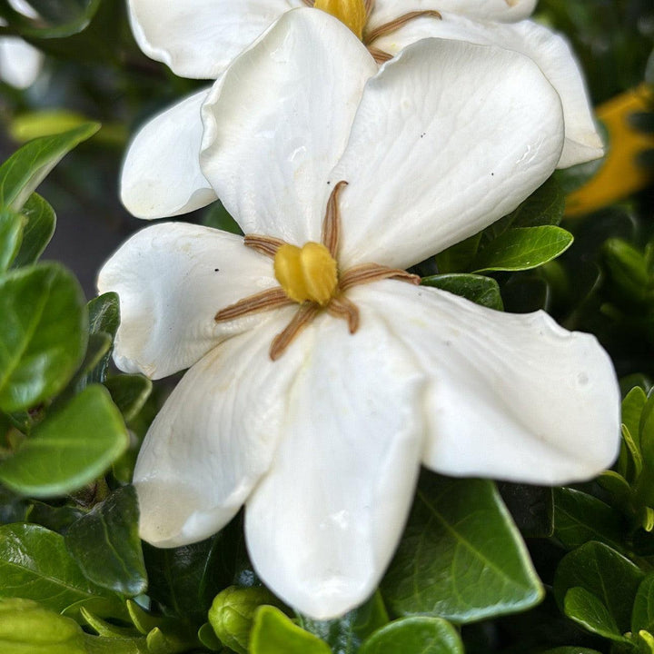 Gardenia jasminoides 'Daisy' ~ Daisy Gardenia