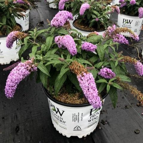 Buddleia x 'SMNBDL' ~ Pugster® Amethyst Butterfly Bush