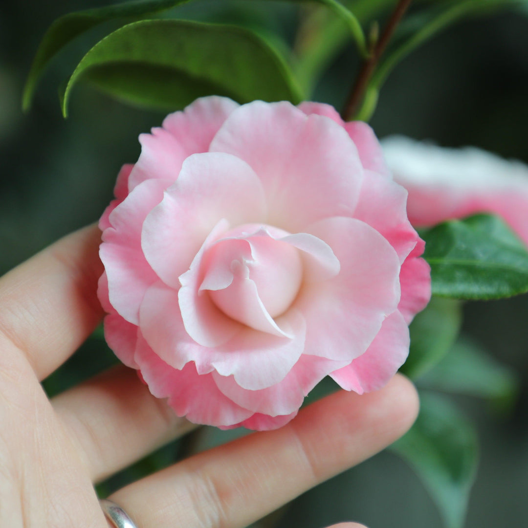 Camellia japonica 'Buttons and Bows' ~ Buttons and Bows Camellia