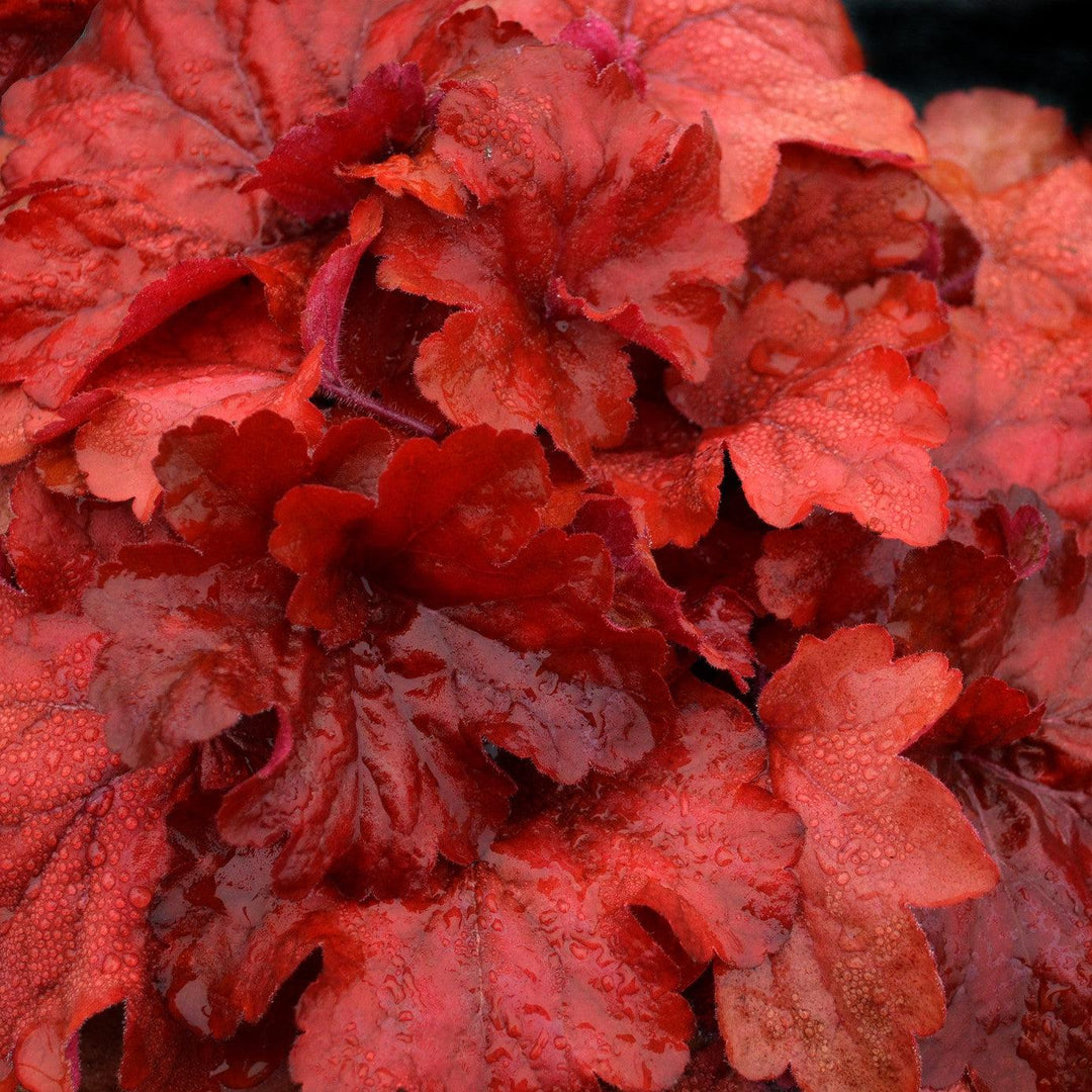 Heuchera x 'Fire Alarm' PP #24,525 ~ Monrovia® Fire Alarm Heuchera