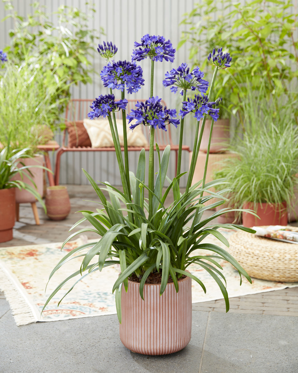Agapanthus
