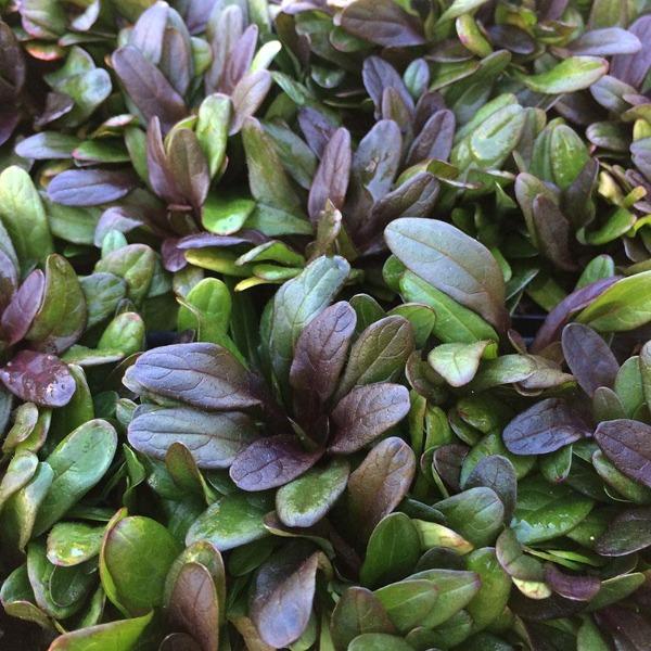 Ajuga - Chocolate Chip