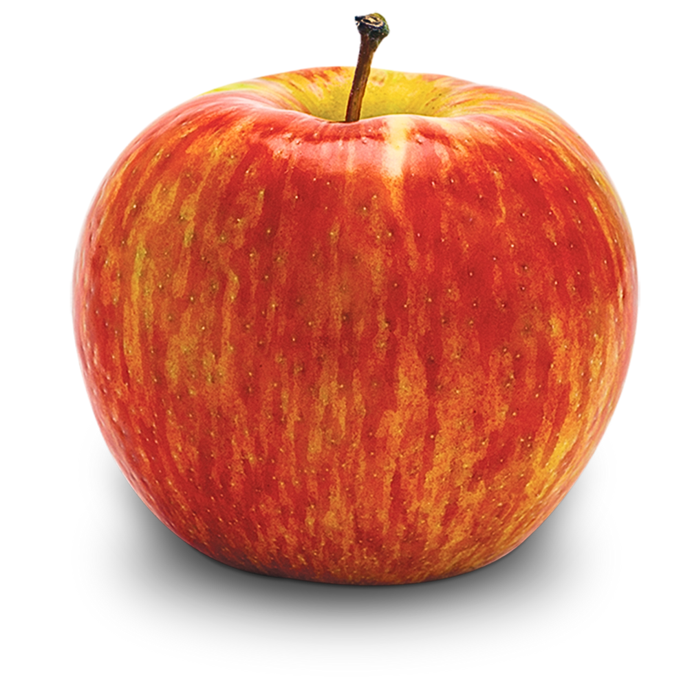 Apple Tree - Honey Crisp