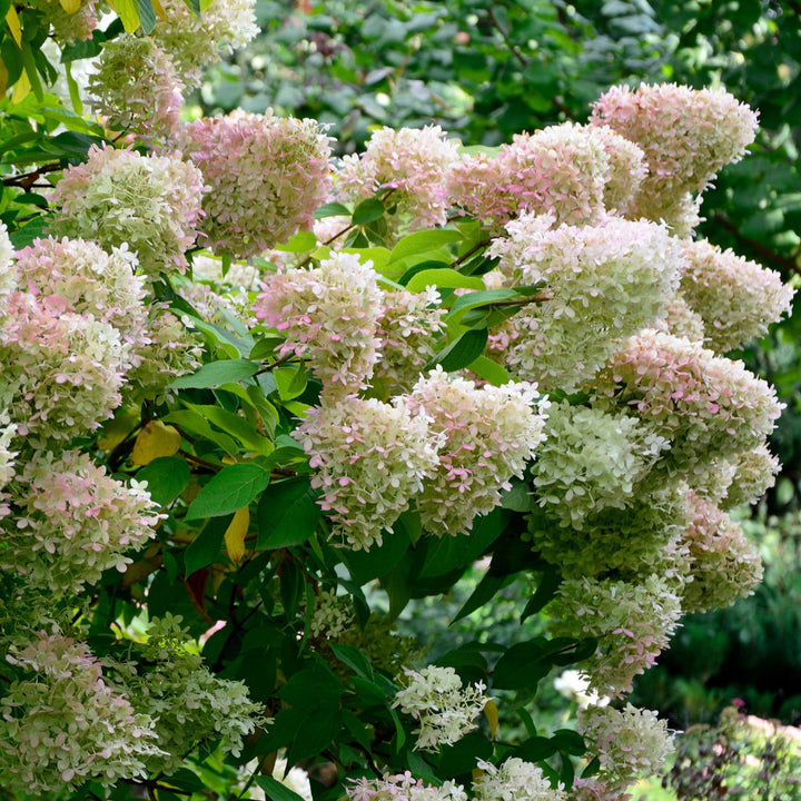 Hydrangea paniculata 'Ilvobo' PP22782 ~ Proven Winners® Color Choice® Bobo® Hydrangea