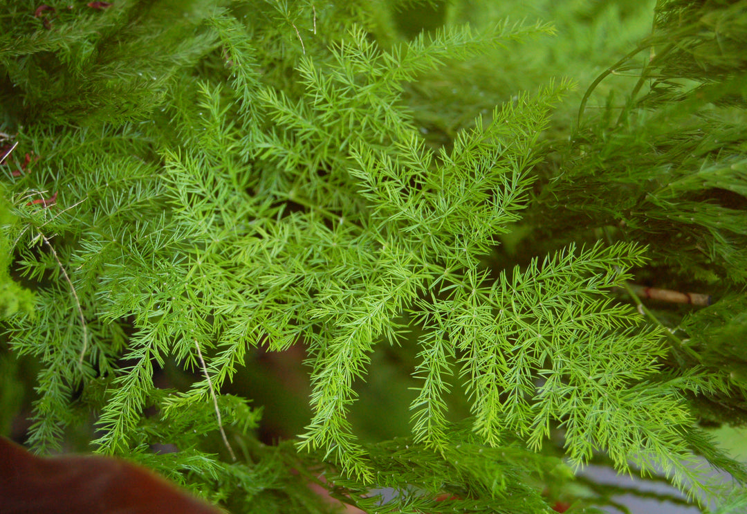 Asparagus Fern - 4 inch