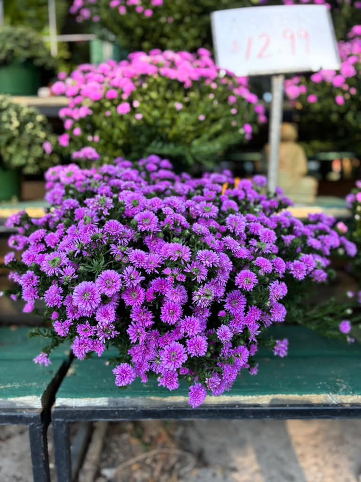 Aster -  8 inch - Fall Perennial