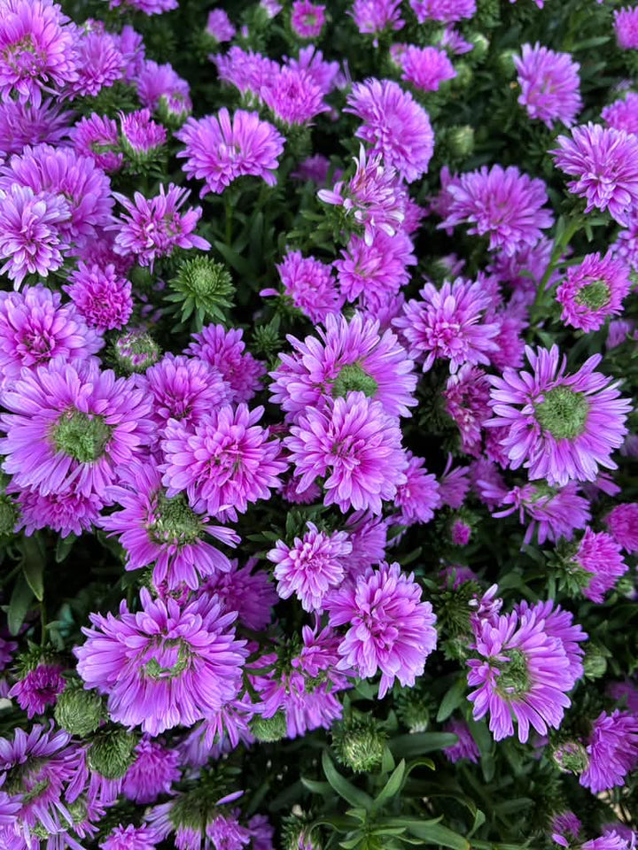 Aster -  8 inch - Fall Perennial