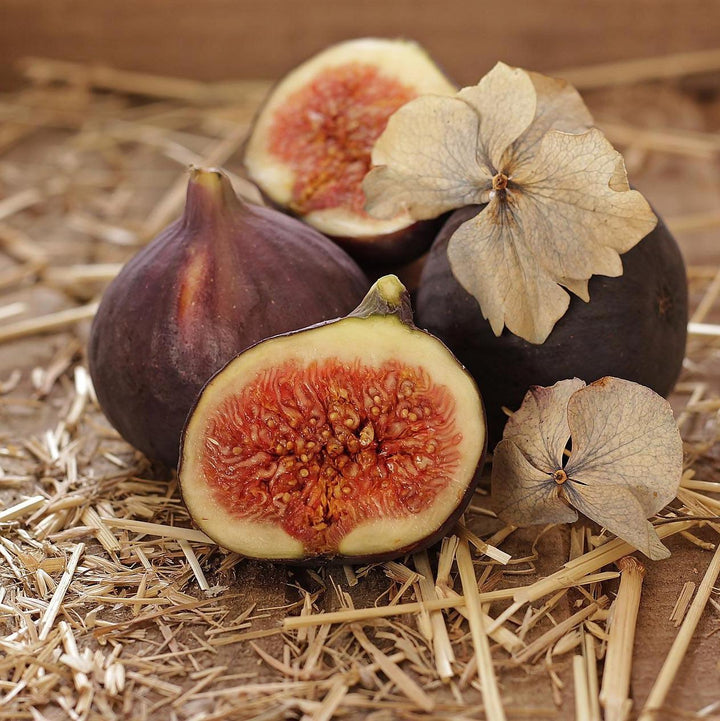 Ficus carica 'Majoam' ~ 'Little Miss Figgy' Fig