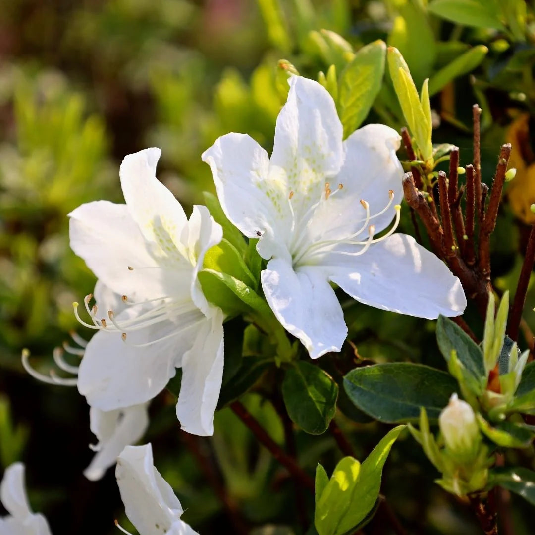 Azalea 'Delaware Valley'