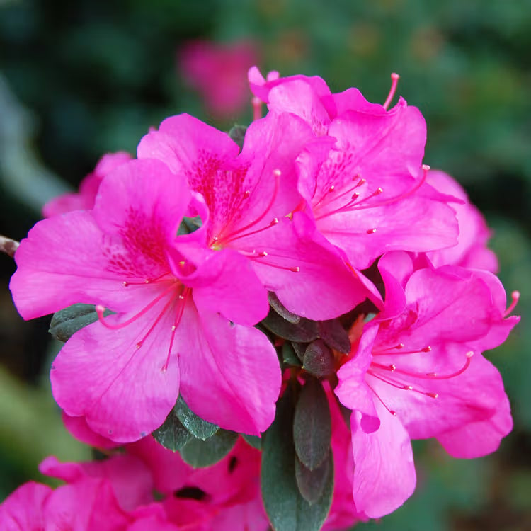 Azalea 'Judge Solomon'