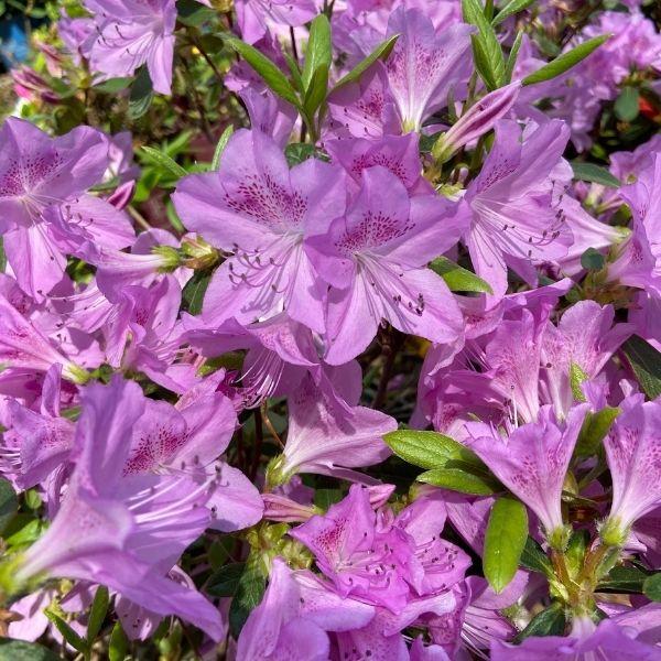 Azalea 'Mildred'