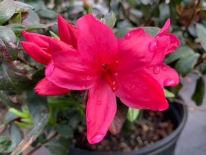 Azalea 'Sunglow'