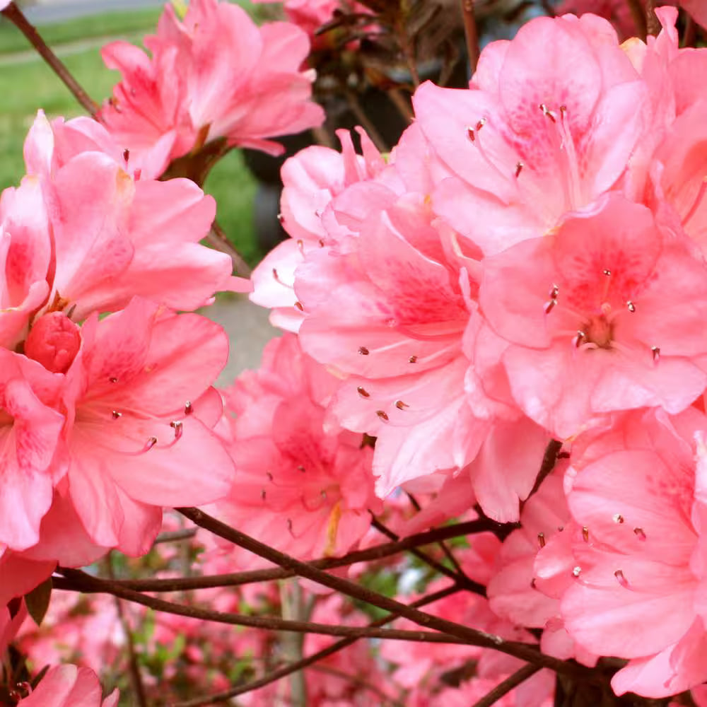 Azalea 'Wakaebisu'