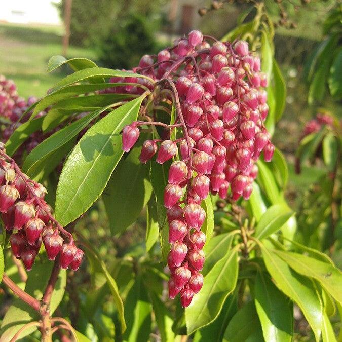 Pieris japonica 'Cabernet' PP #29,130 ~ Monrovia® Enchanted Forest® Gay Goblin™ Pieris