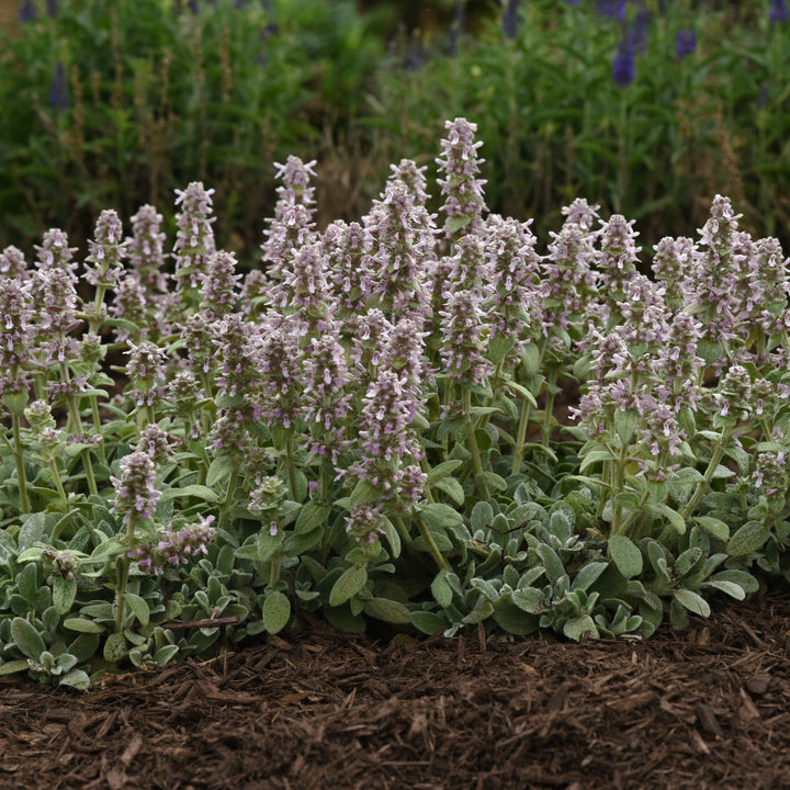 Stachys byzantina 'Little Lamb' ~ Little Lamb Lamb's Ear