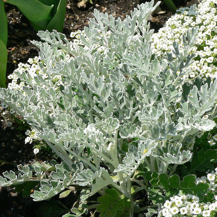 Senecio cineraria ~ Dusty Miller